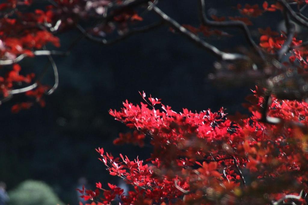 Tora Hotel Tokyo-Rikugienn 寅ホテル 六義園 C Tóquio Exterior foto